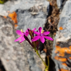 Thereianthus minutus