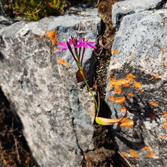 Thereianthus minutus
