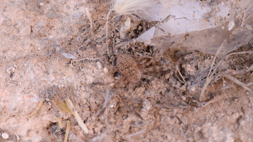 Eusparassus walckenaeri