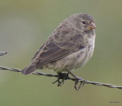 Camarhynchus parvulus