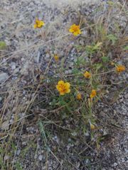 Melampodium linearilobum