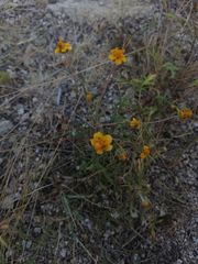 Melampodium linearilobum