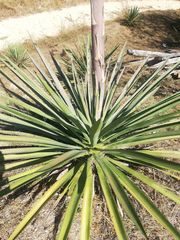 Agave vivipara