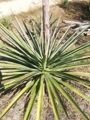 Agave vivipara
