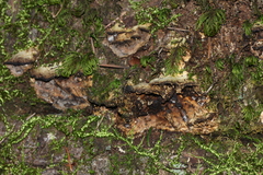 Perenniporia