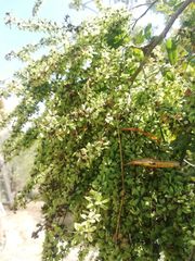 Apoplanesia paniculata