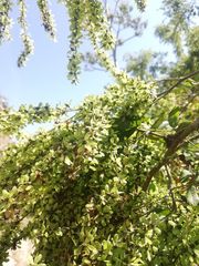 Apoplanesia paniculata