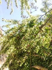 Apoplanesia paniculata