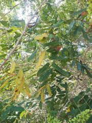 Apoplanesia paniculata