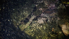Lotella rhacina