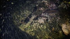 Lotella rhacina