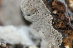 Perenniporia