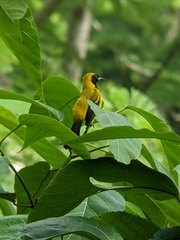 Icterus prosthemelas