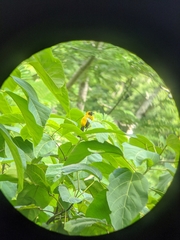 Icterus prosthemelas