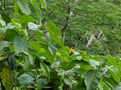 Icterus prosthemelas