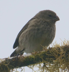 Camarhynchus parvulus