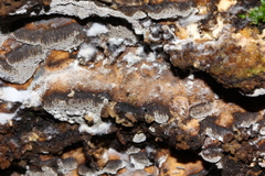 Perenniporia