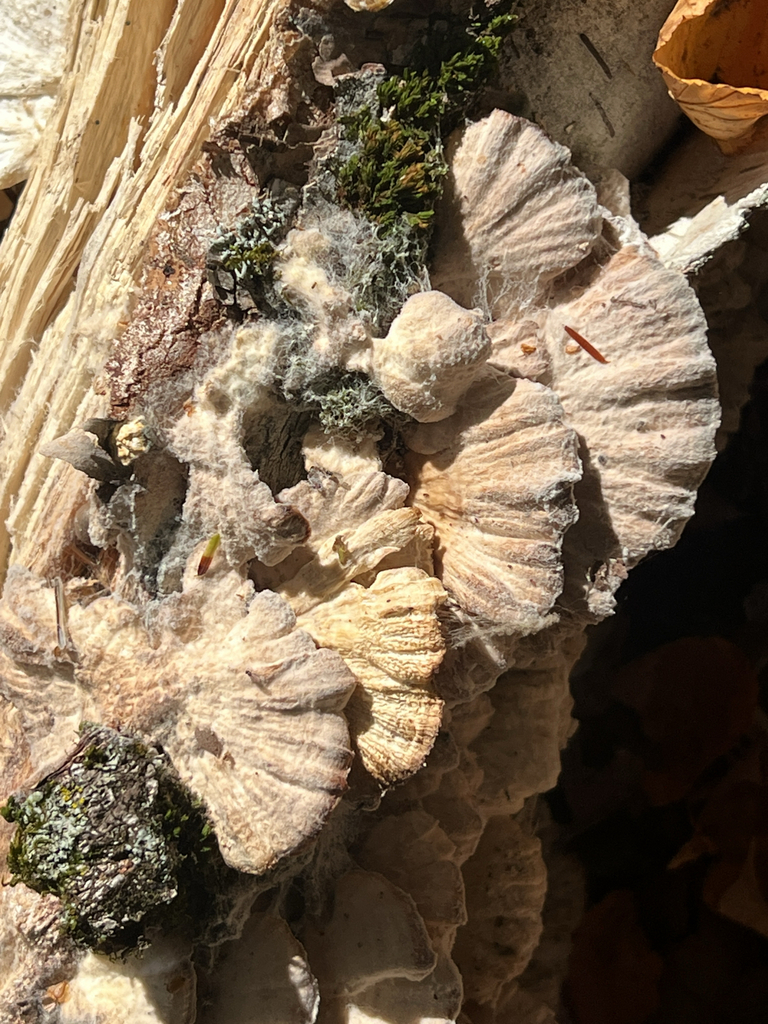white-rot fungus