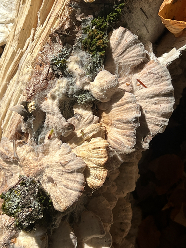 white-rot fungus