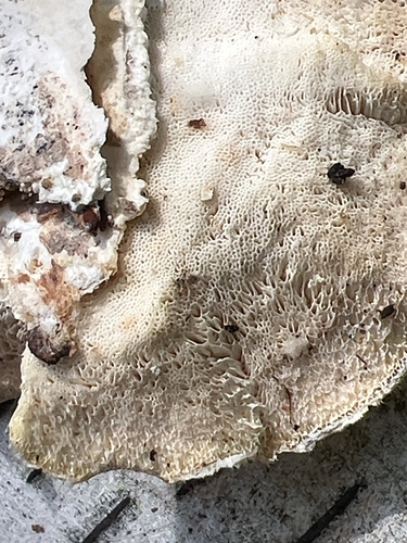 white-rot fungus