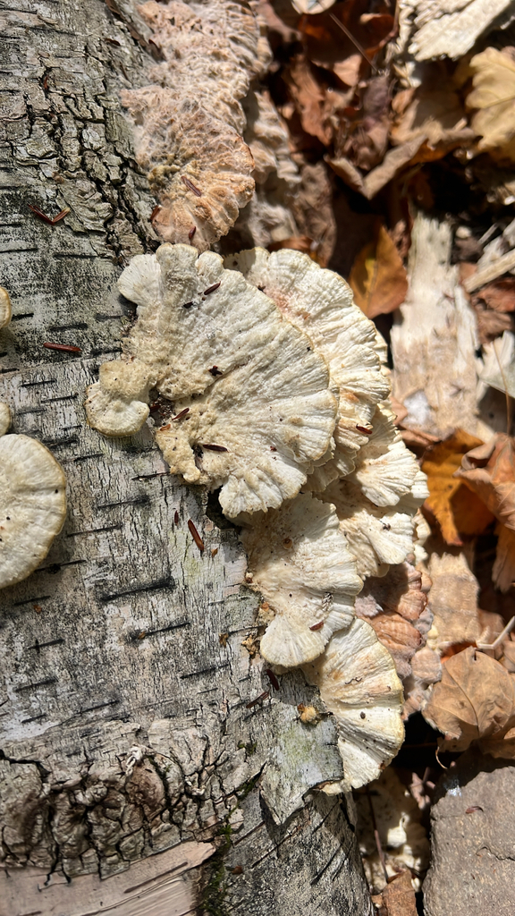 white-rot fungus