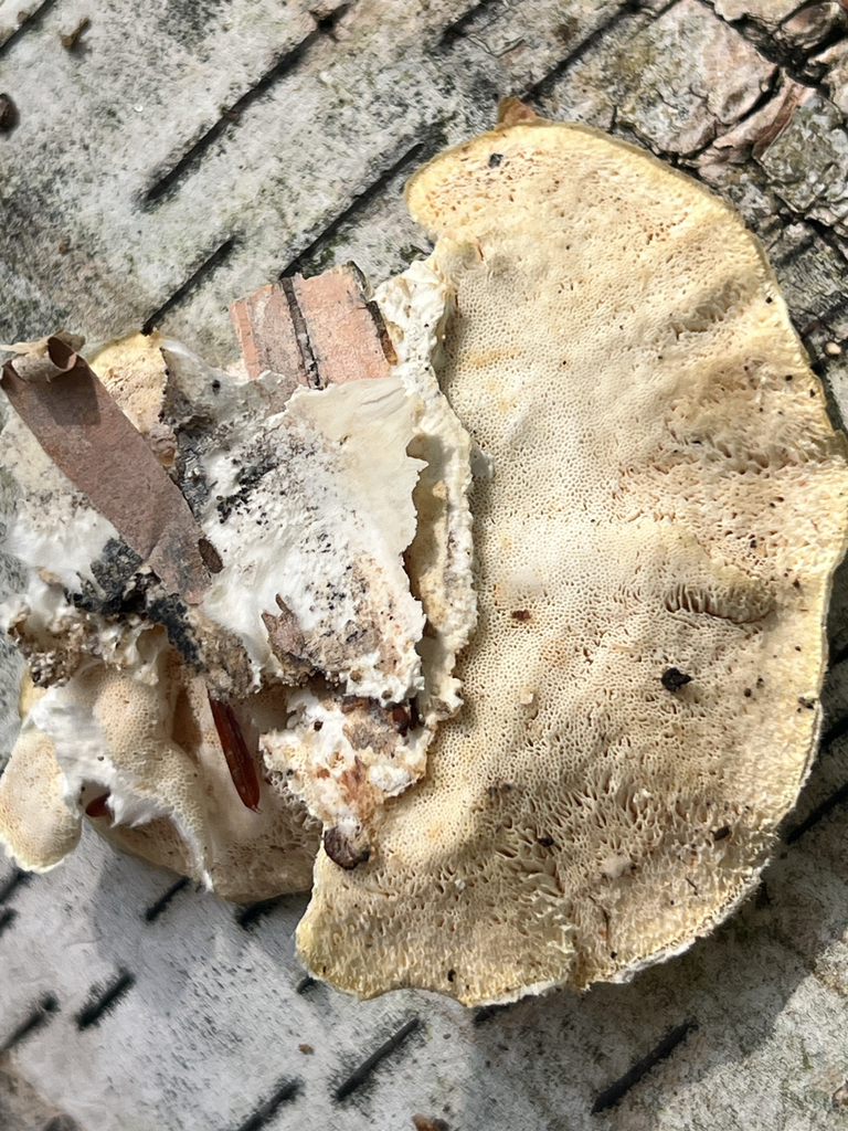 white-rot fungus
