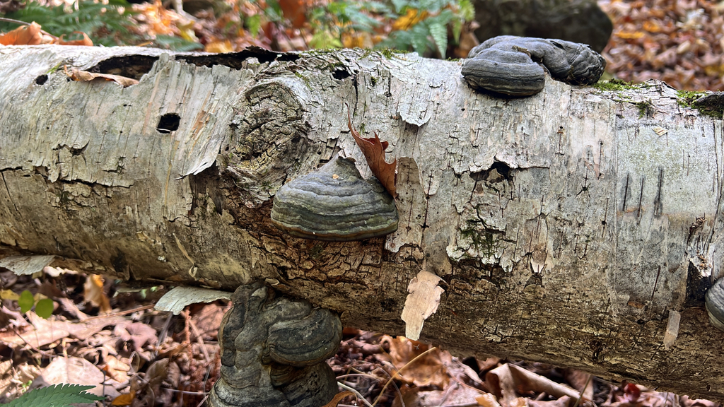 Tinder Polypore