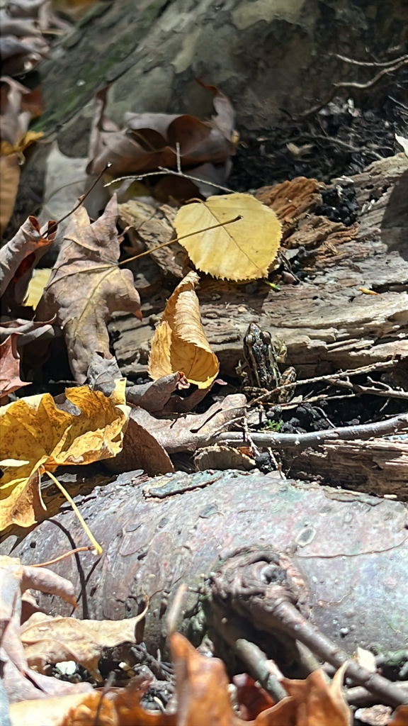 Pickerel Frog