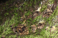 Perenniporia