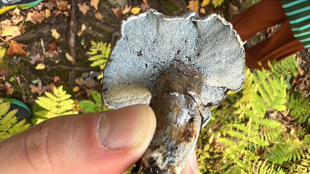 blue polypore