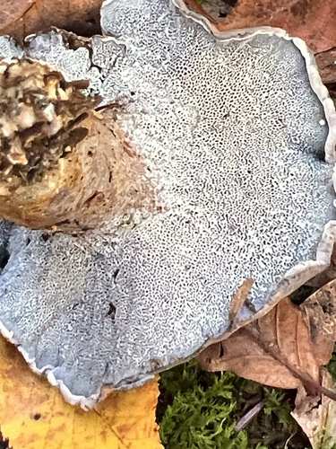 blue polypore