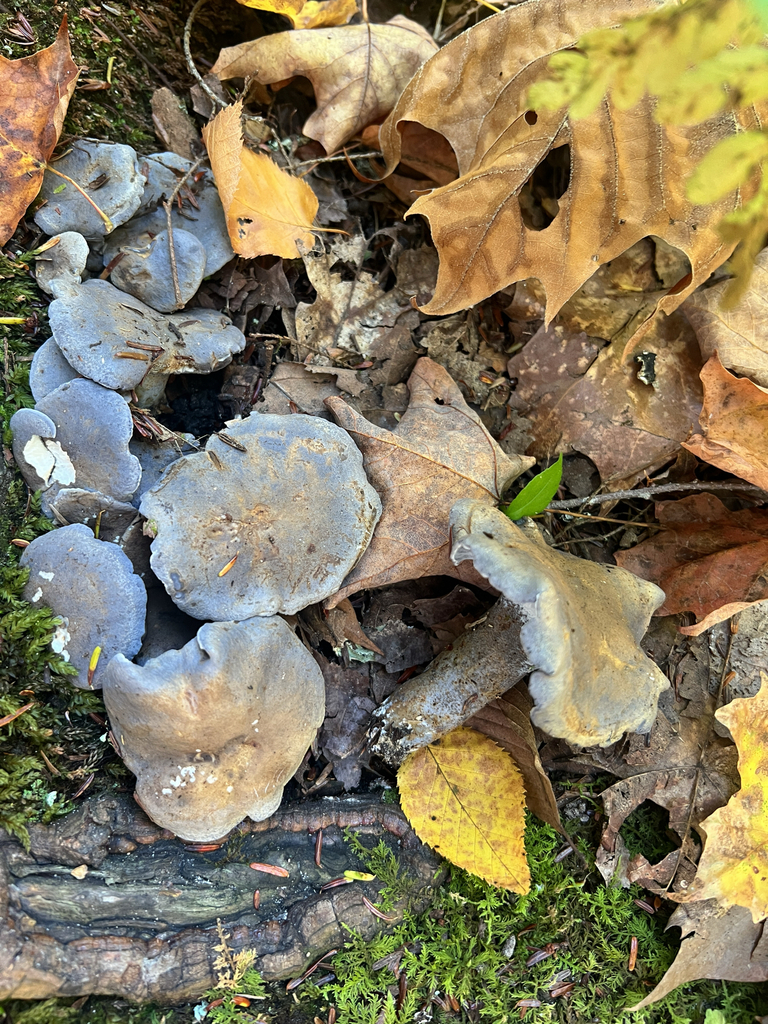 blue polypore