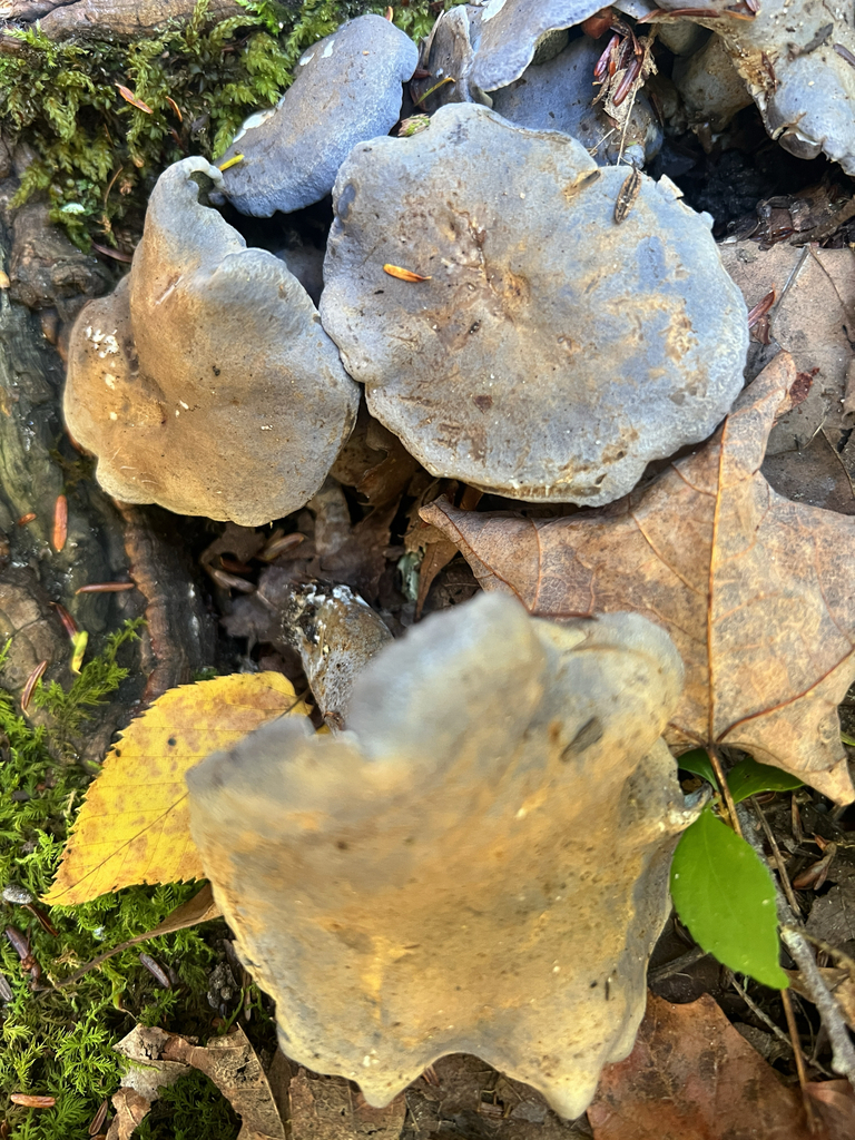 blue polypore