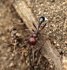 Ocymyrmex barbiger