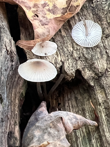 Bonnets