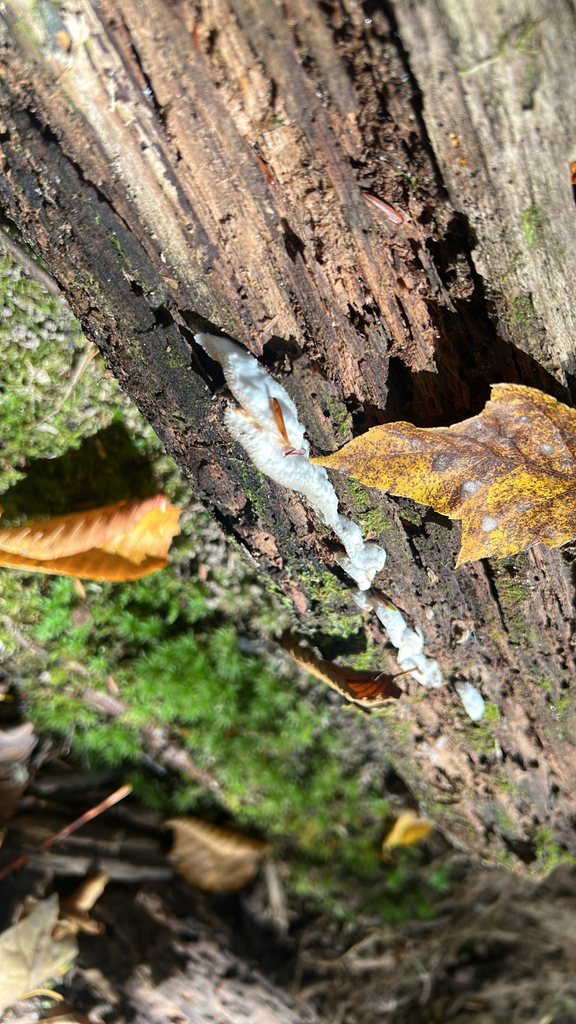 Trembling Crust