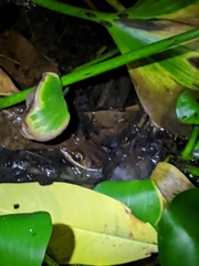Lithobates brownorum