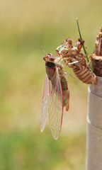 Popplepsalta notialis