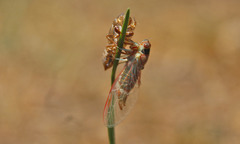 Popplepsalta notialis