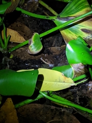 Lithobates brownorum