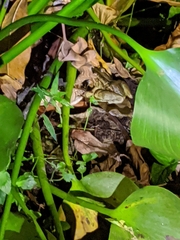 Lithobates brownorum