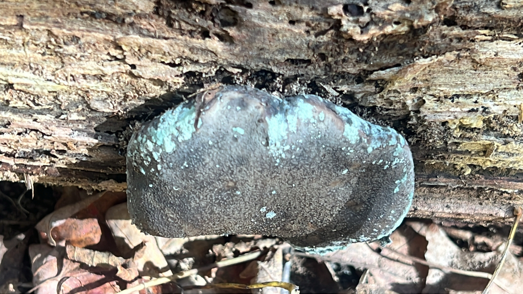 Fungi Including Lichens