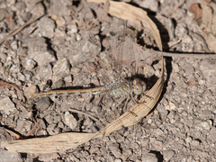 Sympetrum meridionale