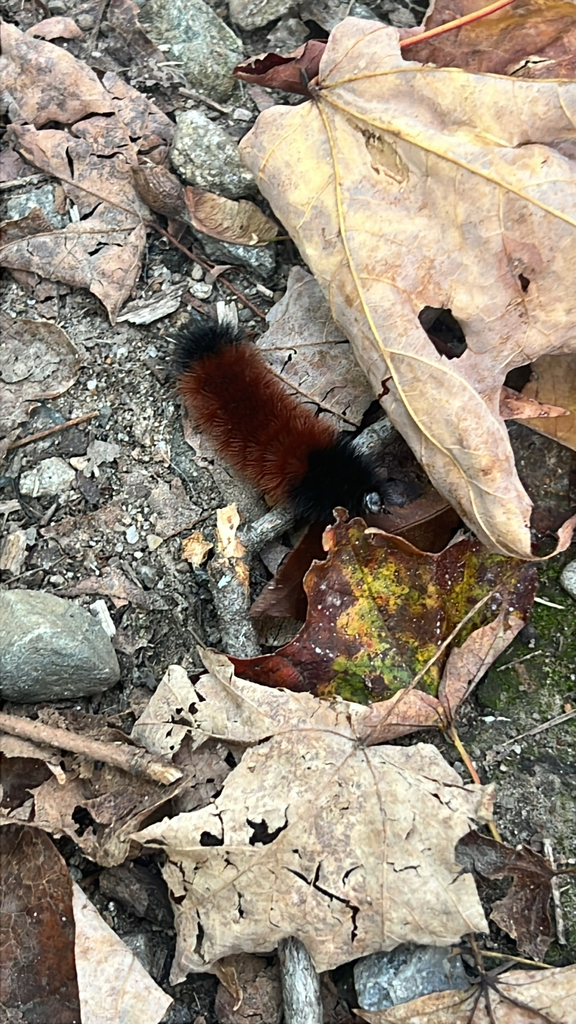 Isabella Tiger Moth