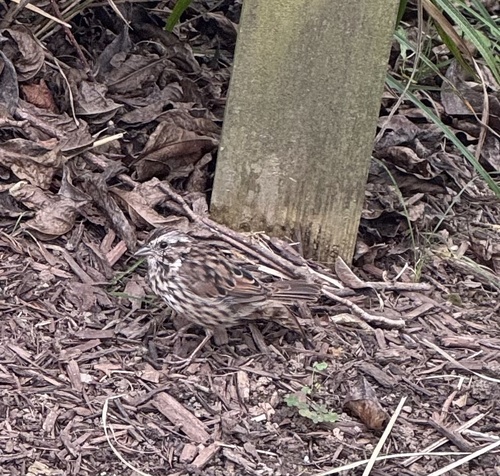 Song Sparrow