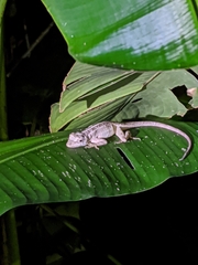 Anolis lemurinus