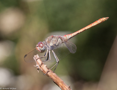 Sympetrum arenicolor