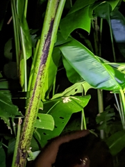 Anolis lemurinus
