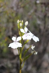 Isotoma hypocrateriformis