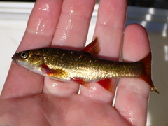 Pseudobarbus afer
